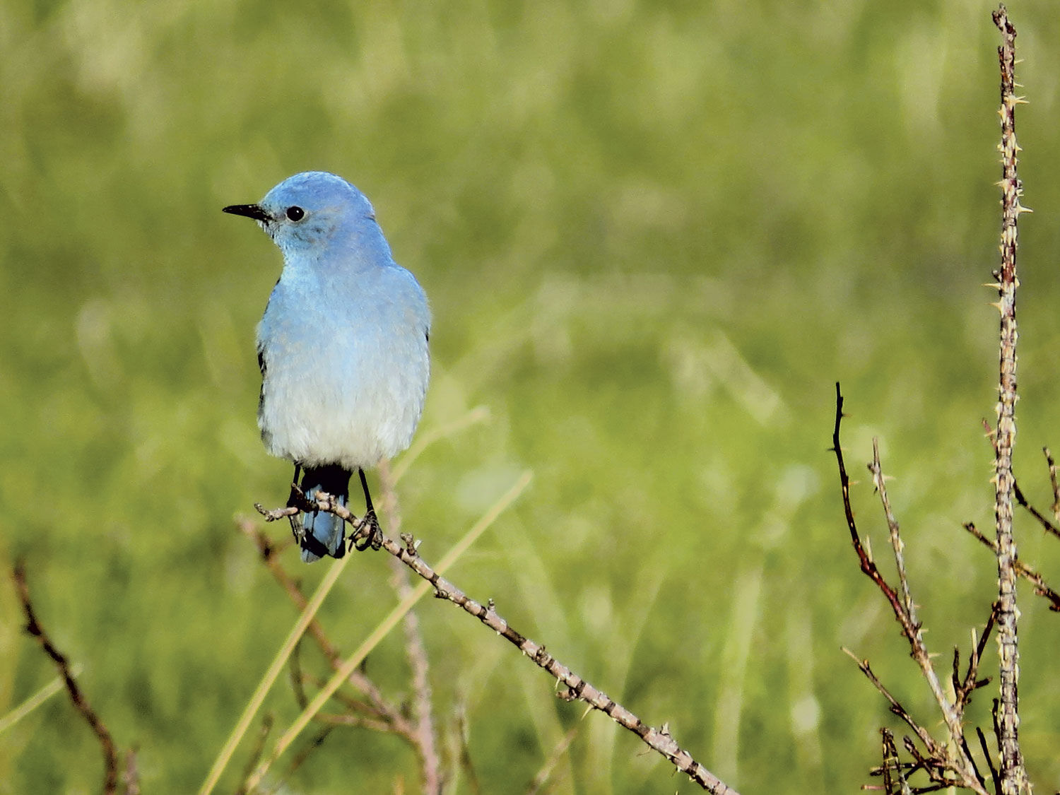 Blue Bird